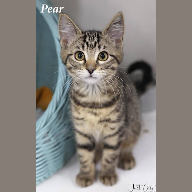 Photo of Pear