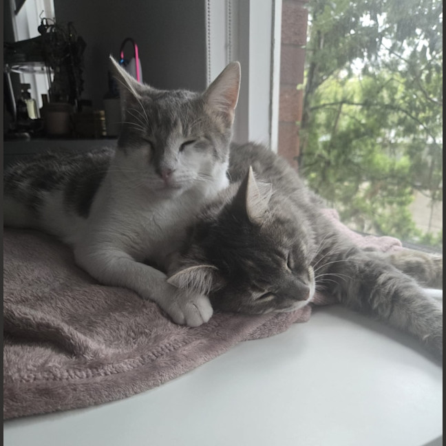 Photo of Rocket