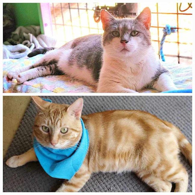 Photo of Gary & Chip   Your Best Friends 