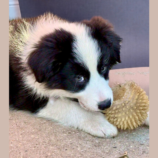 Photo of Bandit / Schouten