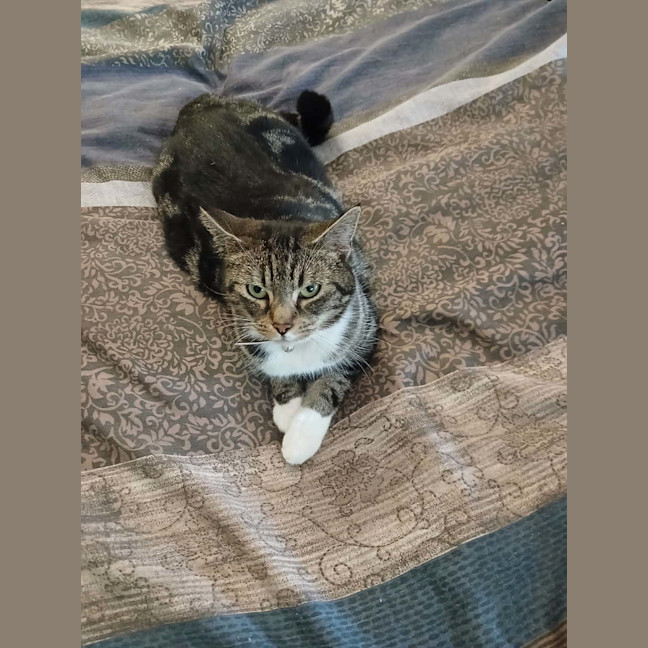 Photo of Snug   1.5 Year Old Domestic Short Hair