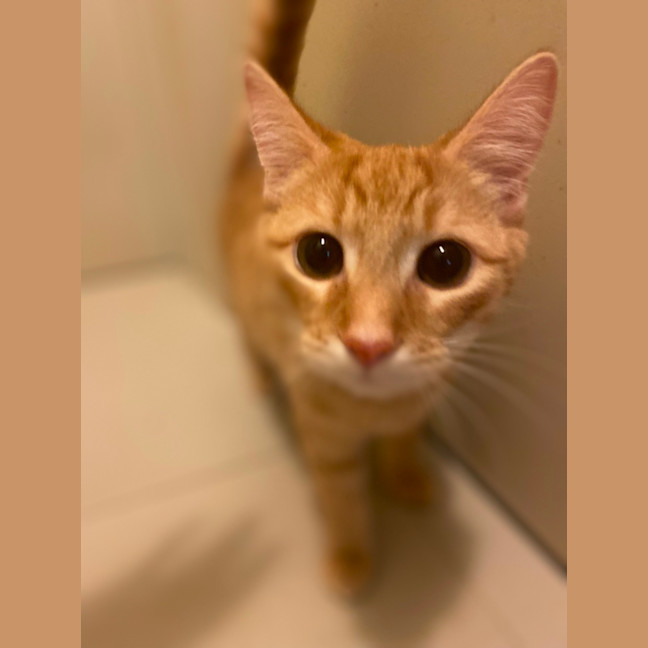 Photo of Megatron
