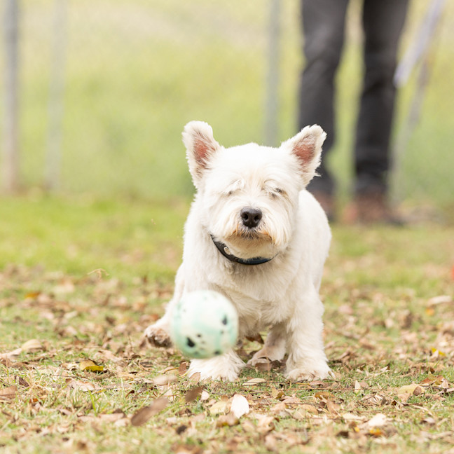 Photo of Scottie