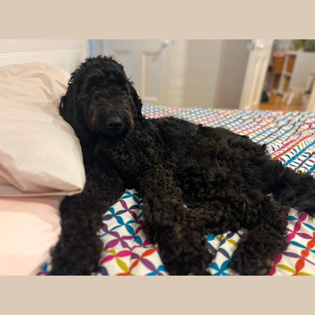Photo of Ruby