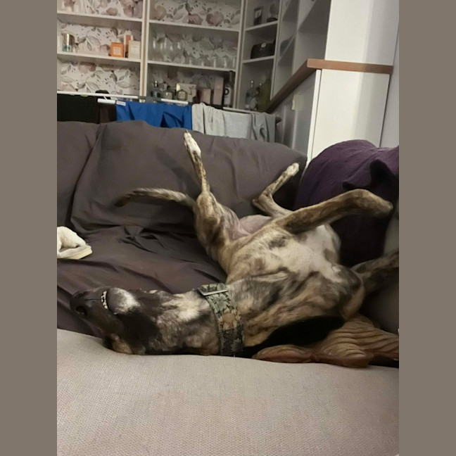 Photo of Alice, The Greyhound