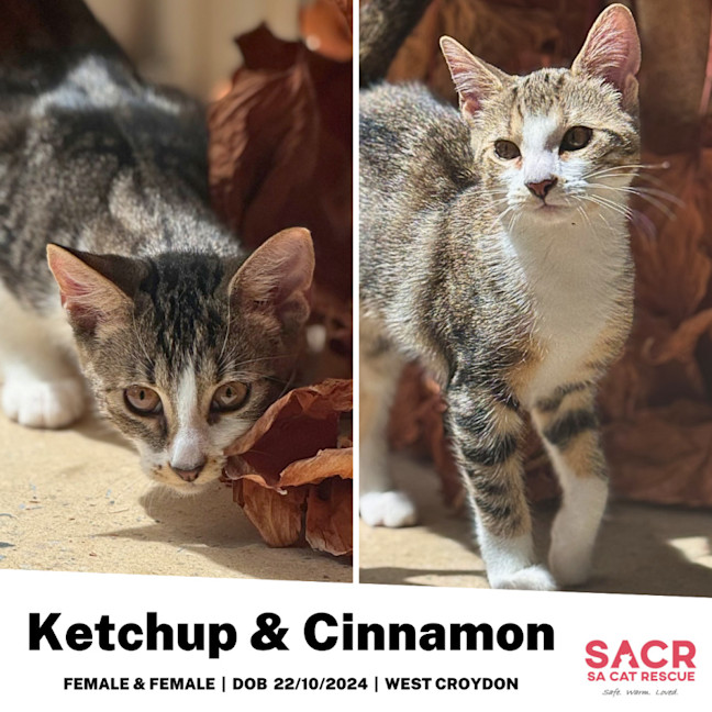 Photo of Ketchup & Cinnamon