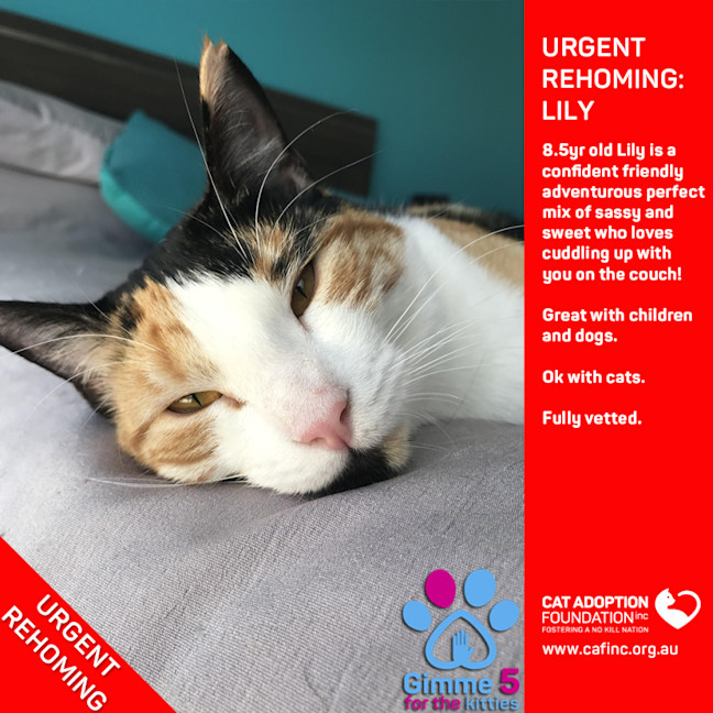 Photo of Lily Private Rehoming No Charge!