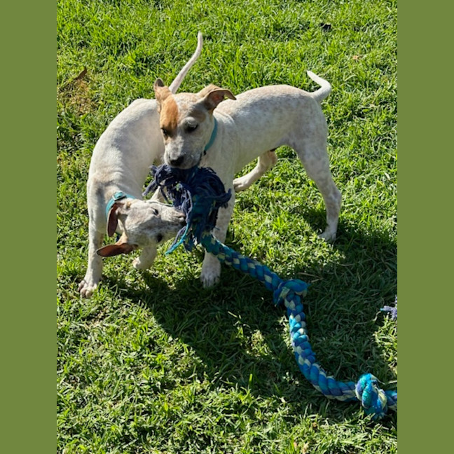 Photo of Rob   11 Week Old Cattle Dog X Staffy(trial 6/10)