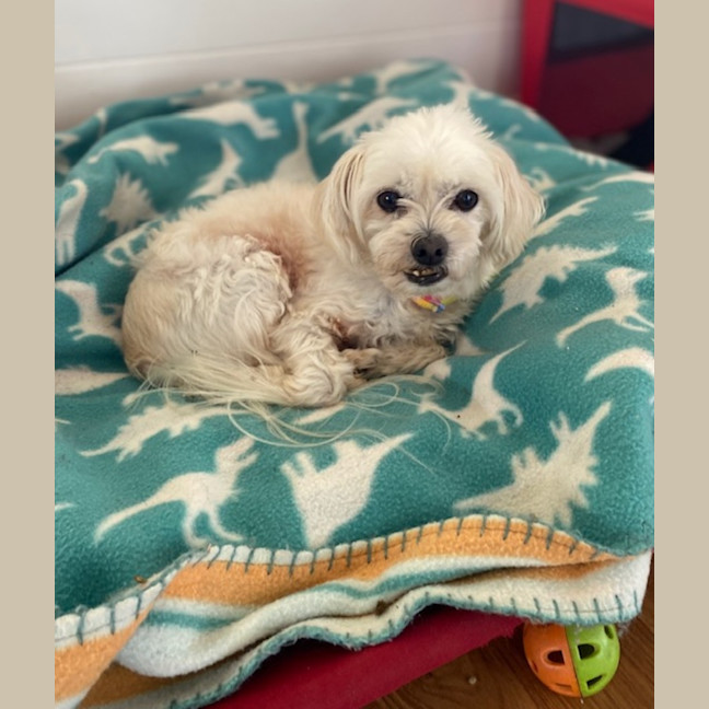 Photo of Angel (Beau And Angel)