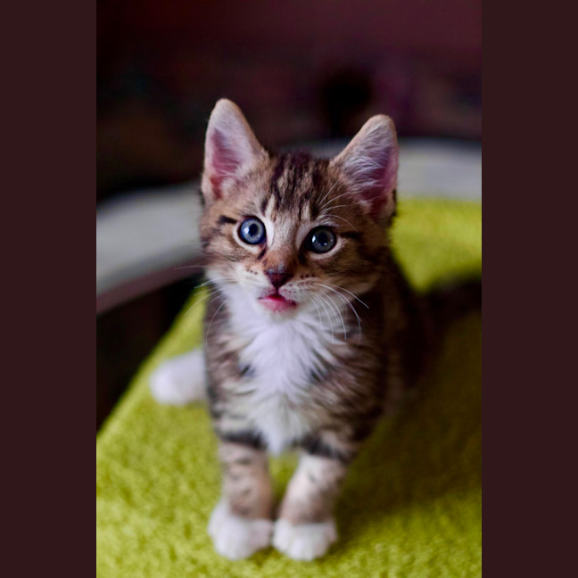 Photo of 🍞 Toast 🍞