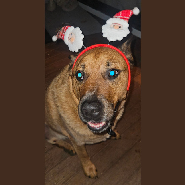 Photo of Rus   5 Year Old Cattle Dog