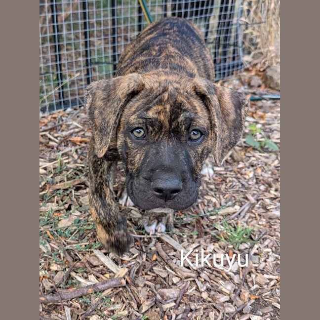 Photo of The Grasses Litter 