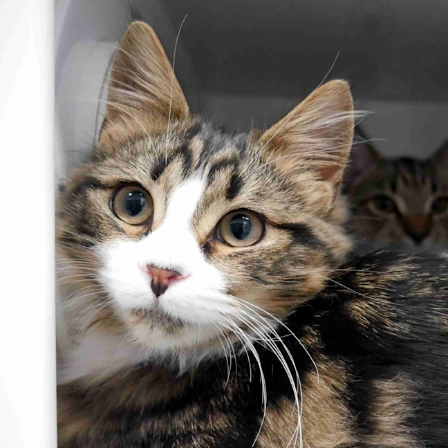 Photo of Mini Suk015069