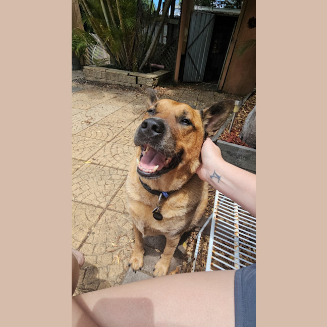 Photo of Rus   5 Year Old Cattle Dog