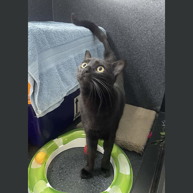 Photo of Nemo