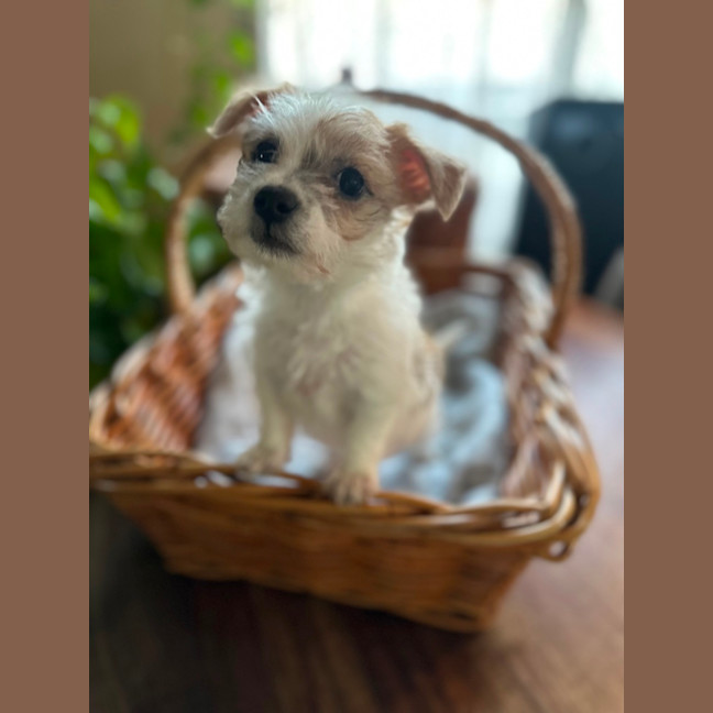 Photo of Max