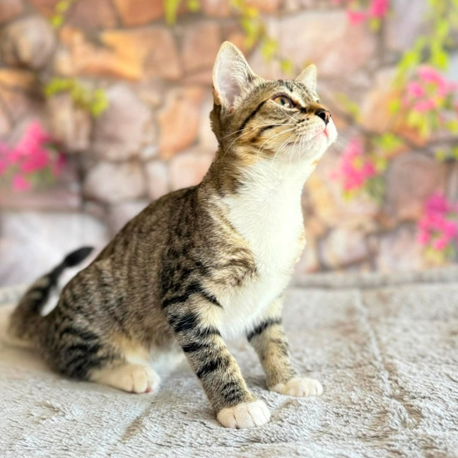 Photo of Marlon  In Foster Care In Greensborogh