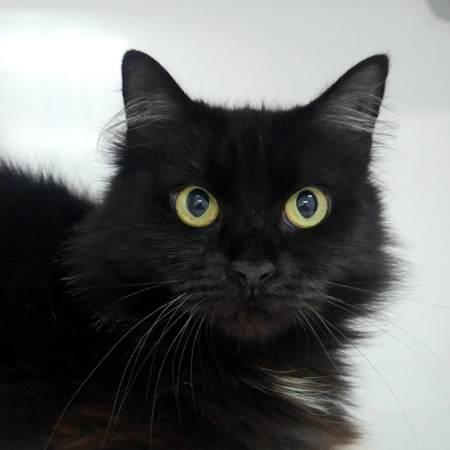 Photo of Nyx Sua013135