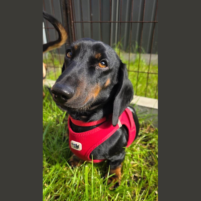 Photo of Johnny   1 Year Old Dachshund