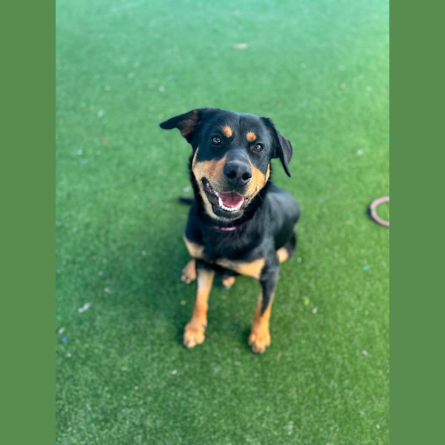 Photo of Roxy Imp 1353