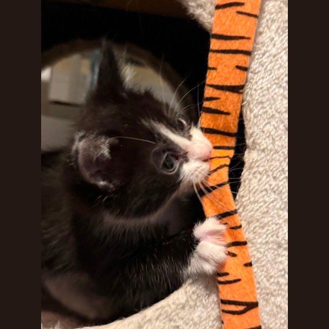 Photo of Poppy