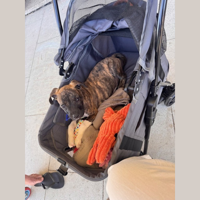 Photo of Luna   9 Week Old Ridgeback X