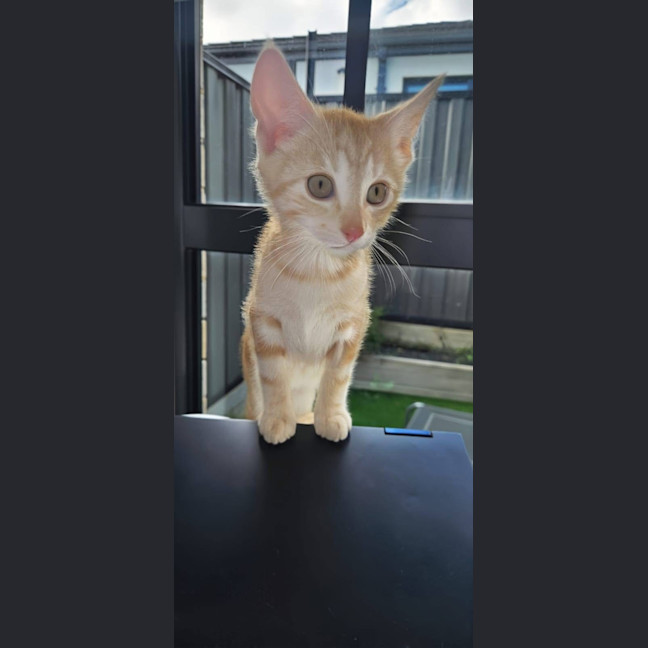 Photo of Scar