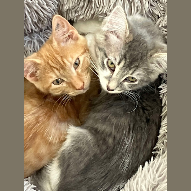 Photo of Cherub & Rudolf 