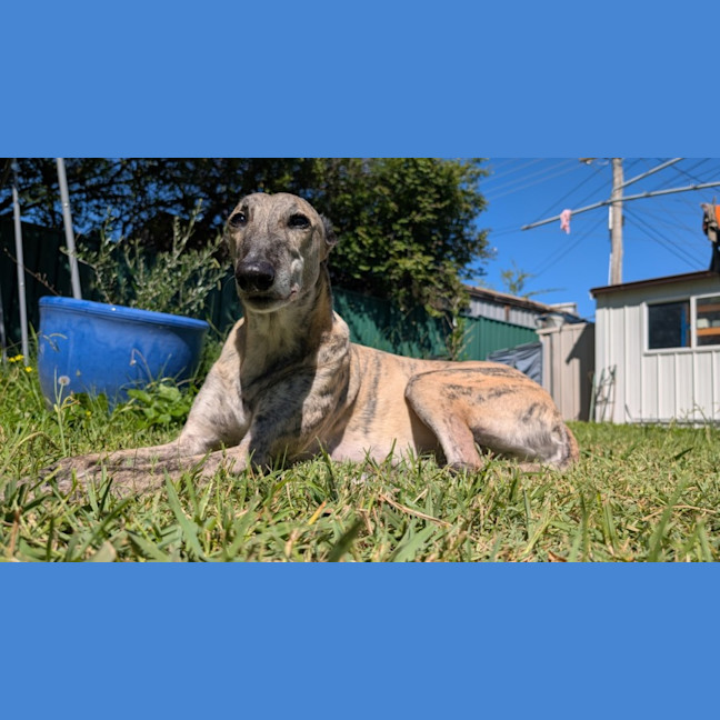 Photo of Silver, The Greyhound