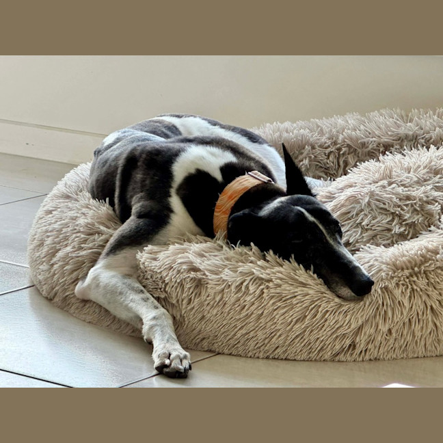 Photo of Luka, The Greyhound 