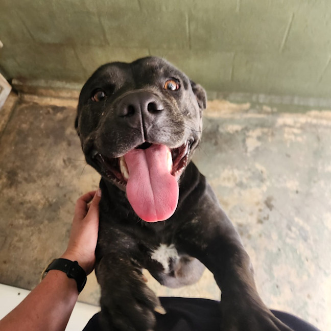 Photo of Puma (68119)