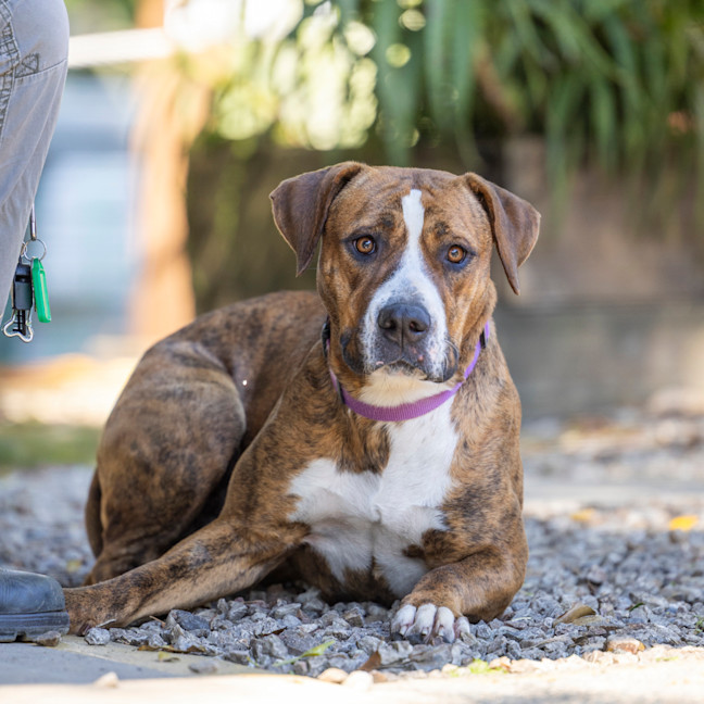 Photo of Honey