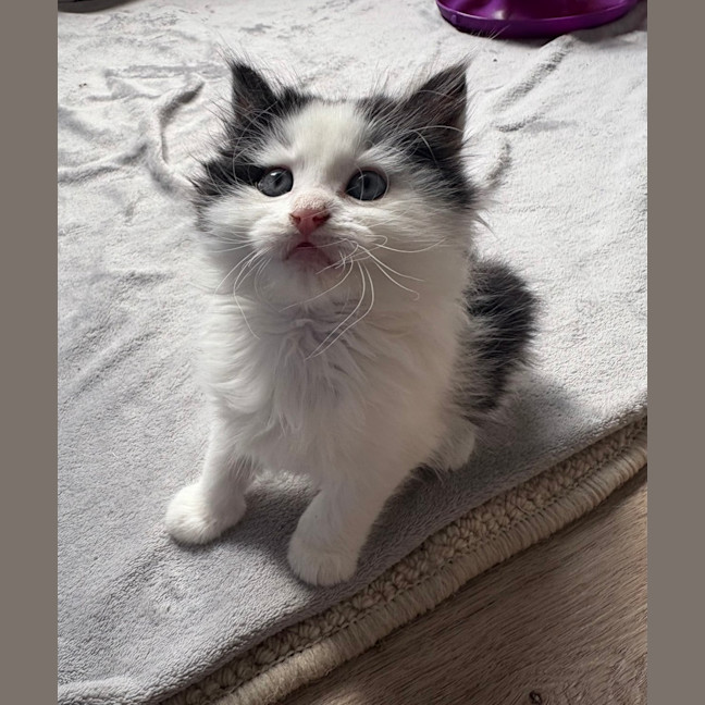 Photo of Bobby (Was Oreo)