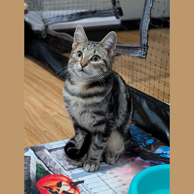 Photo of Aria