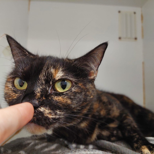 Photo of Willow