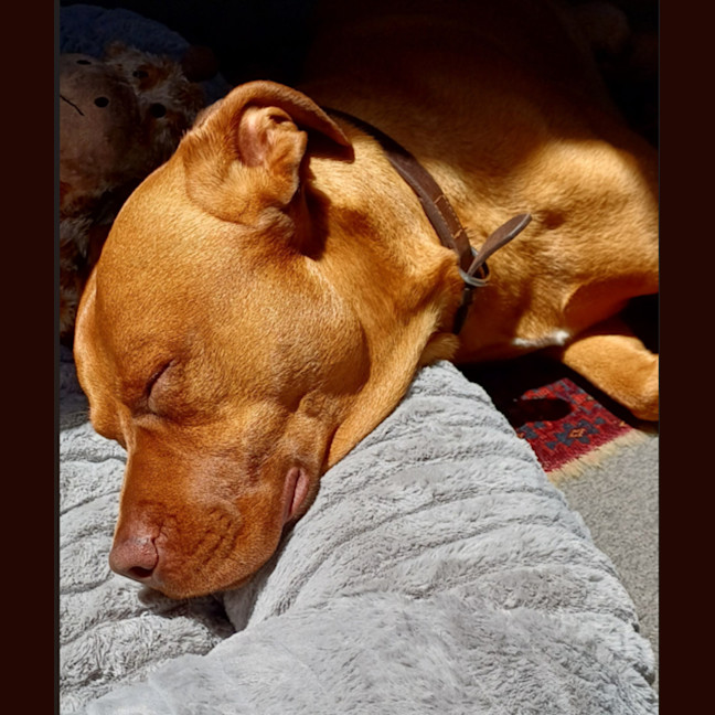 Photo of Boof   2 Year Old Mastiff X