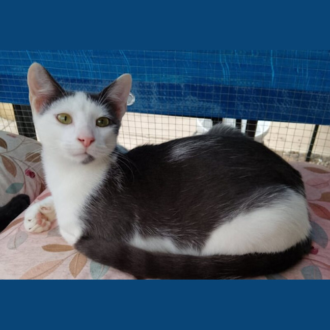 Photo of Lucky