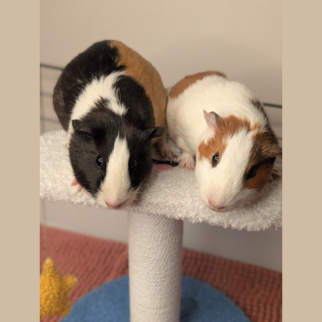 Photo of Chilli & Dimsum