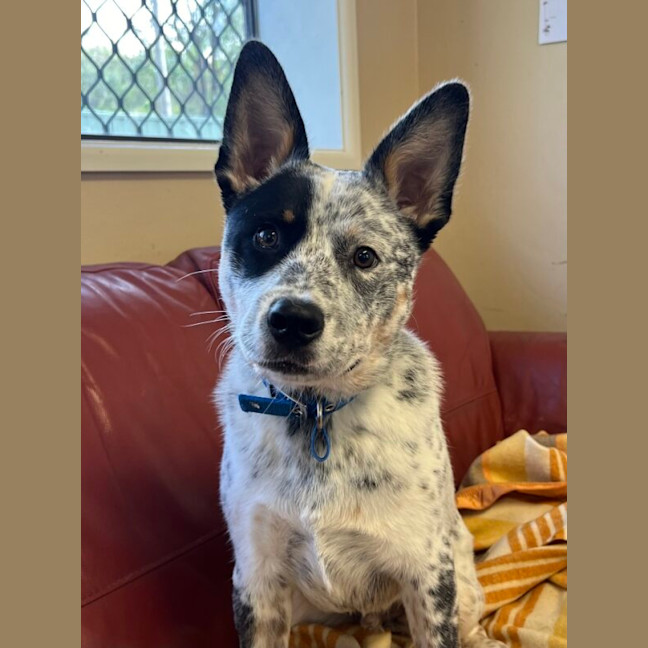 Photo of Angus