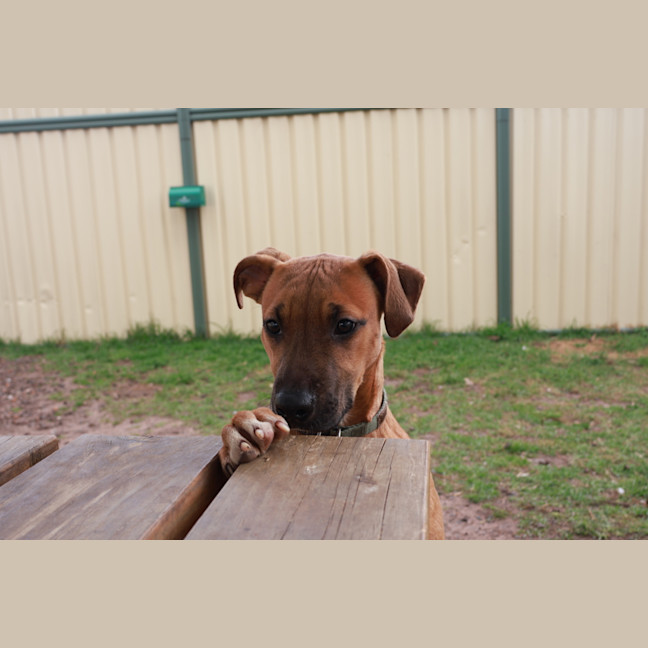 Photo of Honey