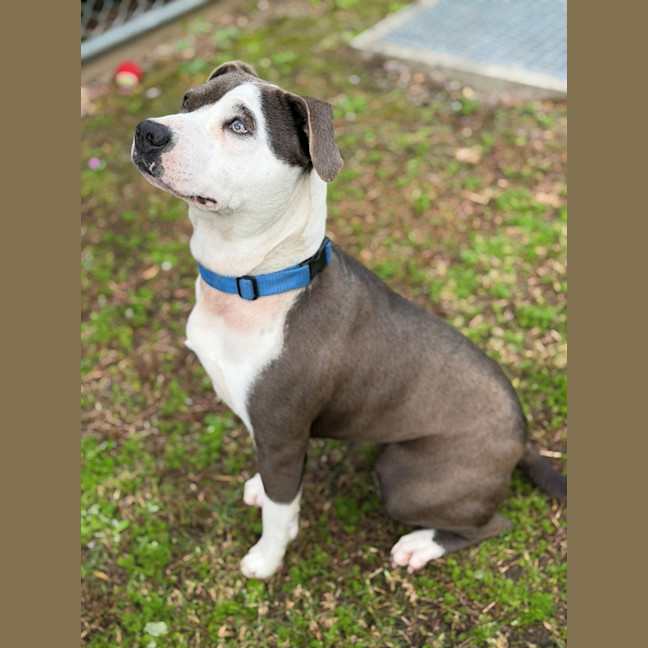 Photo of Shelby 
