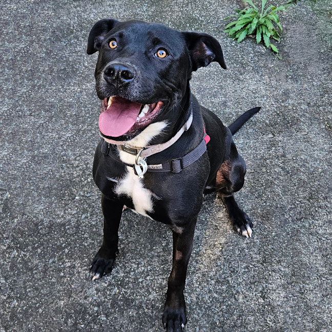 Photo of Onyx