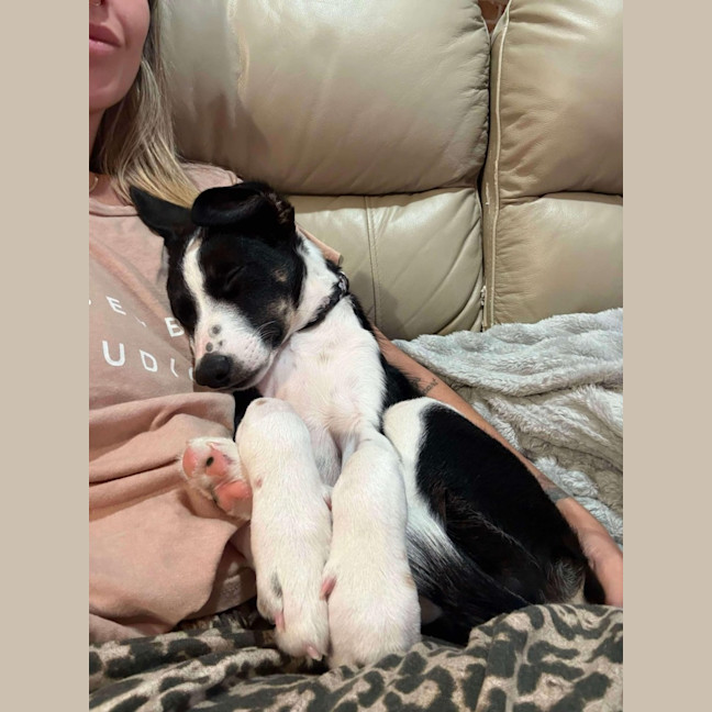 Photo of Gracie