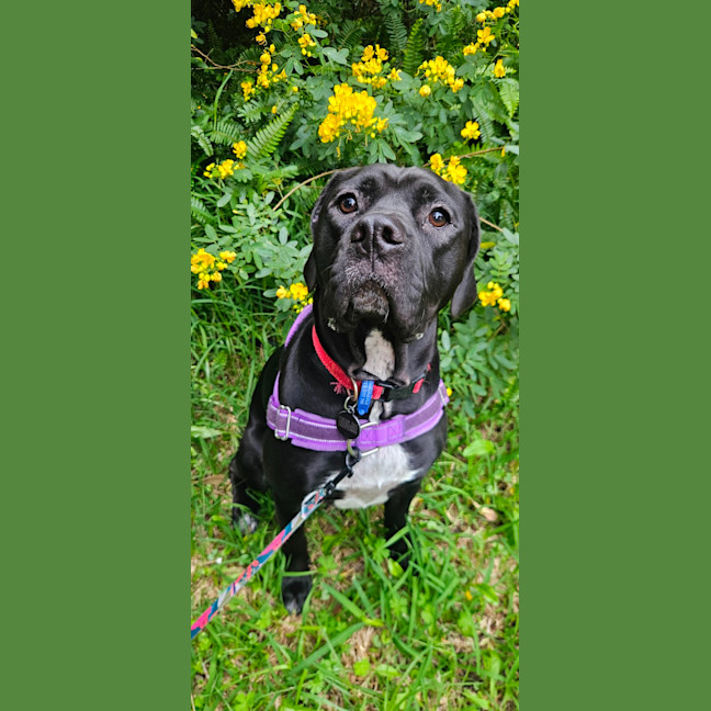 Photo of Benny   1 Year Old Mixed Breed