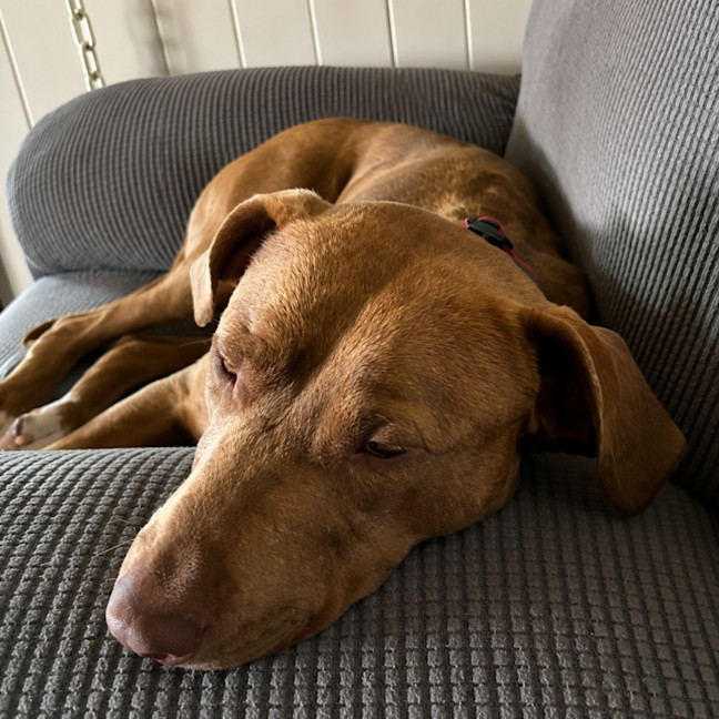 Photo of Ralph