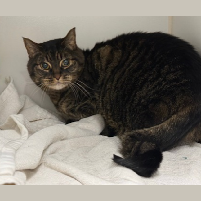Photo of Rascal