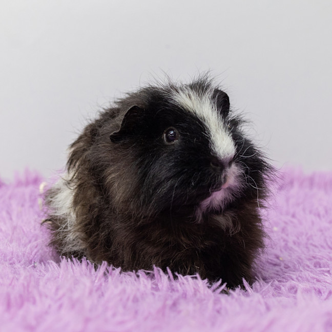 Photo of Indy