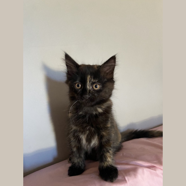 Photo of Amelia