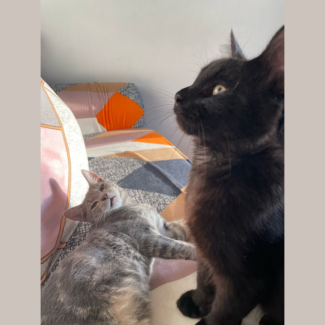 Photo of Shadow