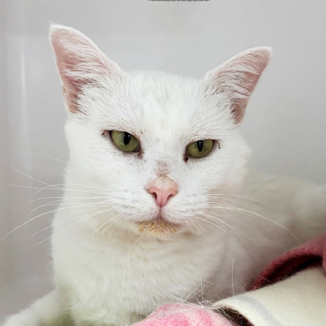 Photo of Glacier Sta013152